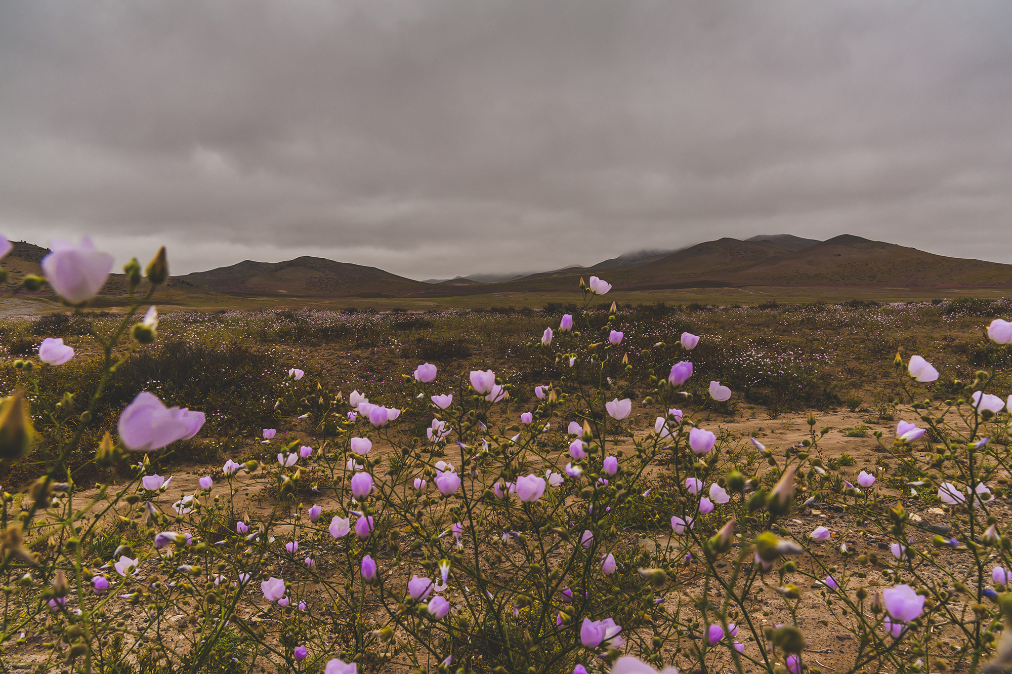 Flores rosadas y cerros en el Parque Nacional Llanos de Challe, Atacama